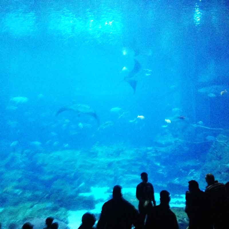 アトランタのアメリカ最大の水族館Georgia-Aquarium