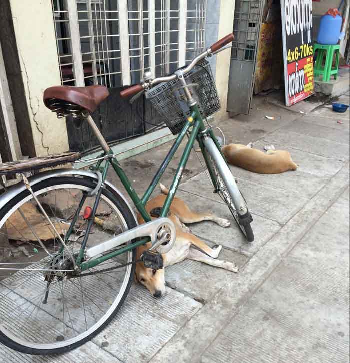 ミャンマー、ヤンゴンの野良犬
