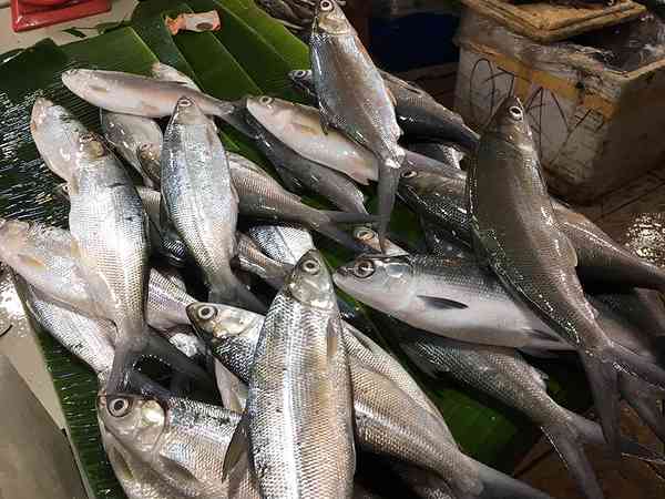 フィリピン 鮮魚
