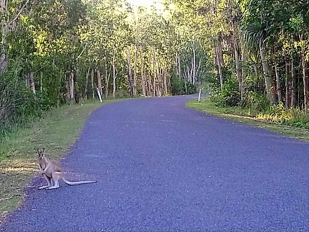 A road in the countryside and wallaby