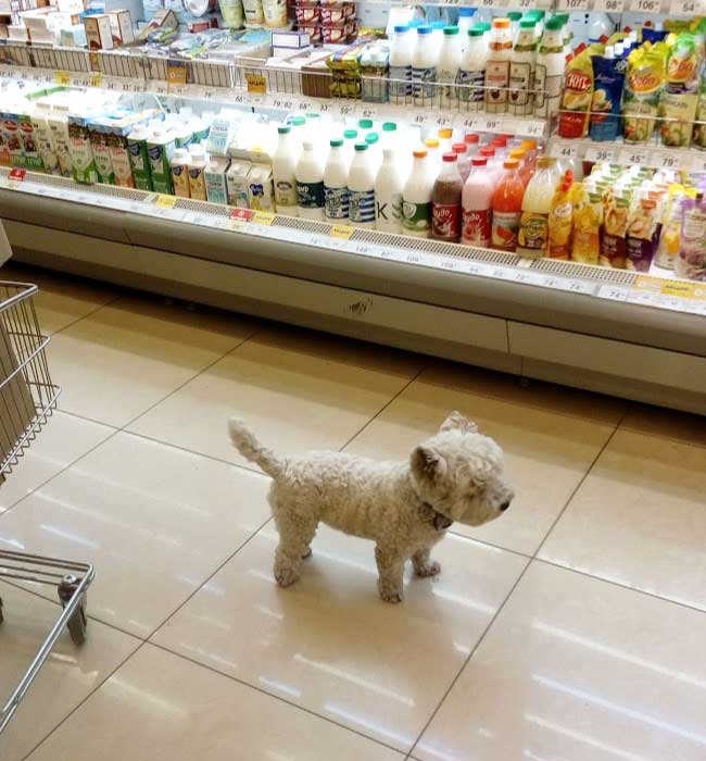 スーパーを探検する小犬