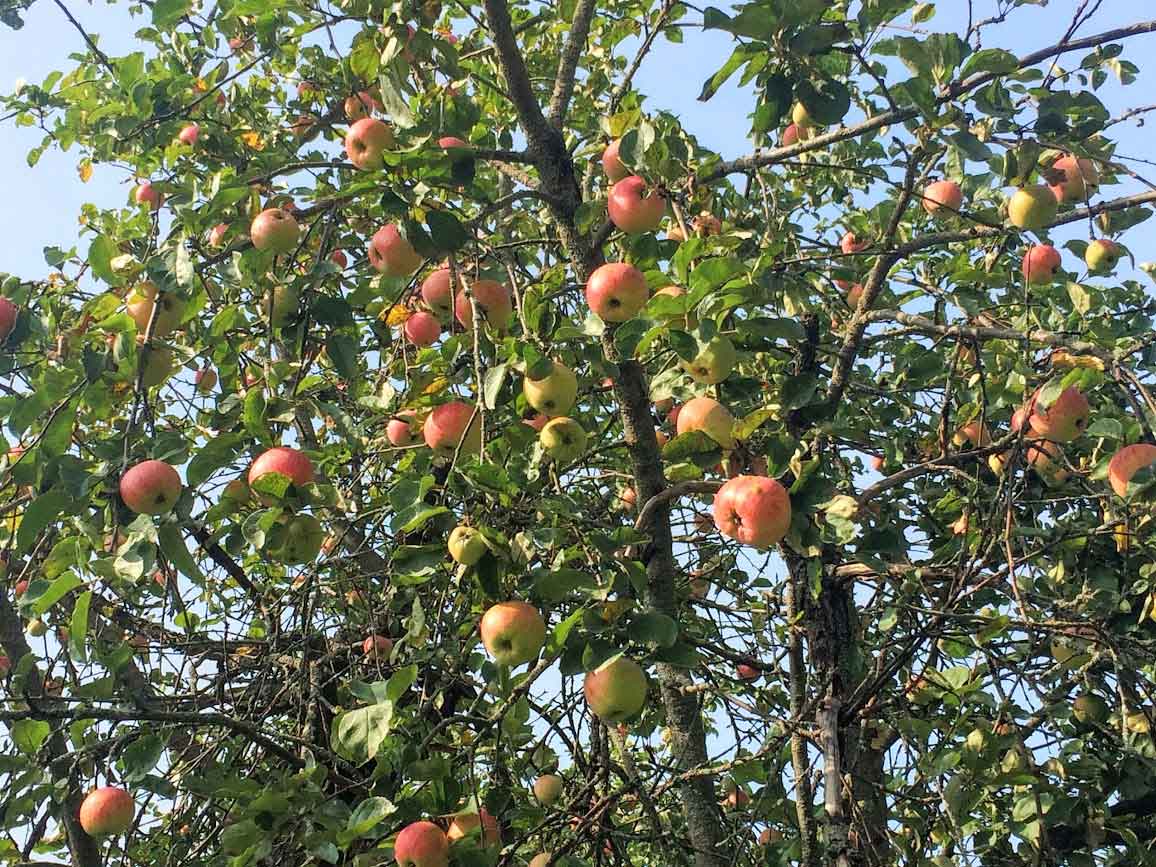 ロシアの別荘「ダーチャ」のりんご