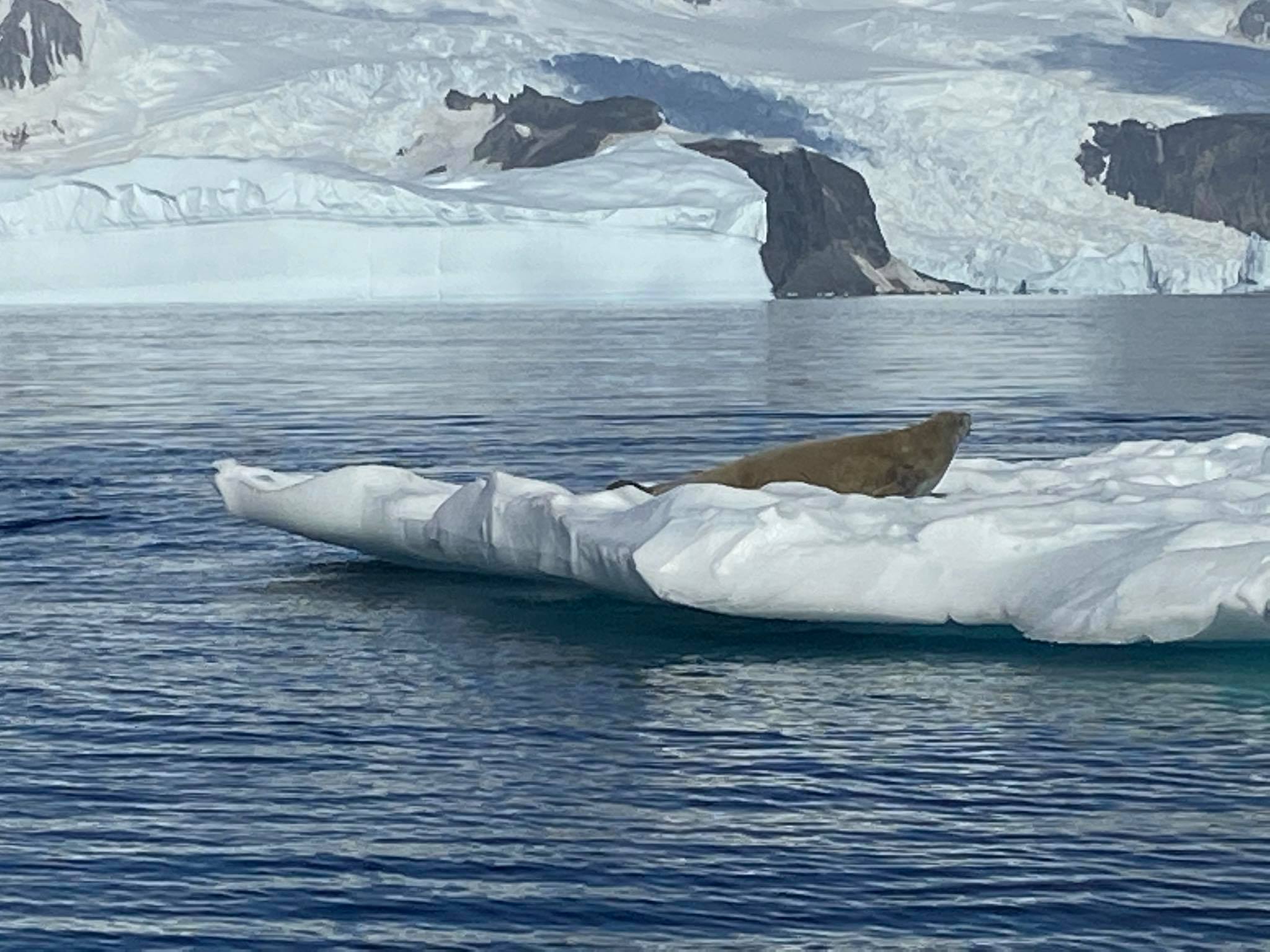 南極のアザラシ