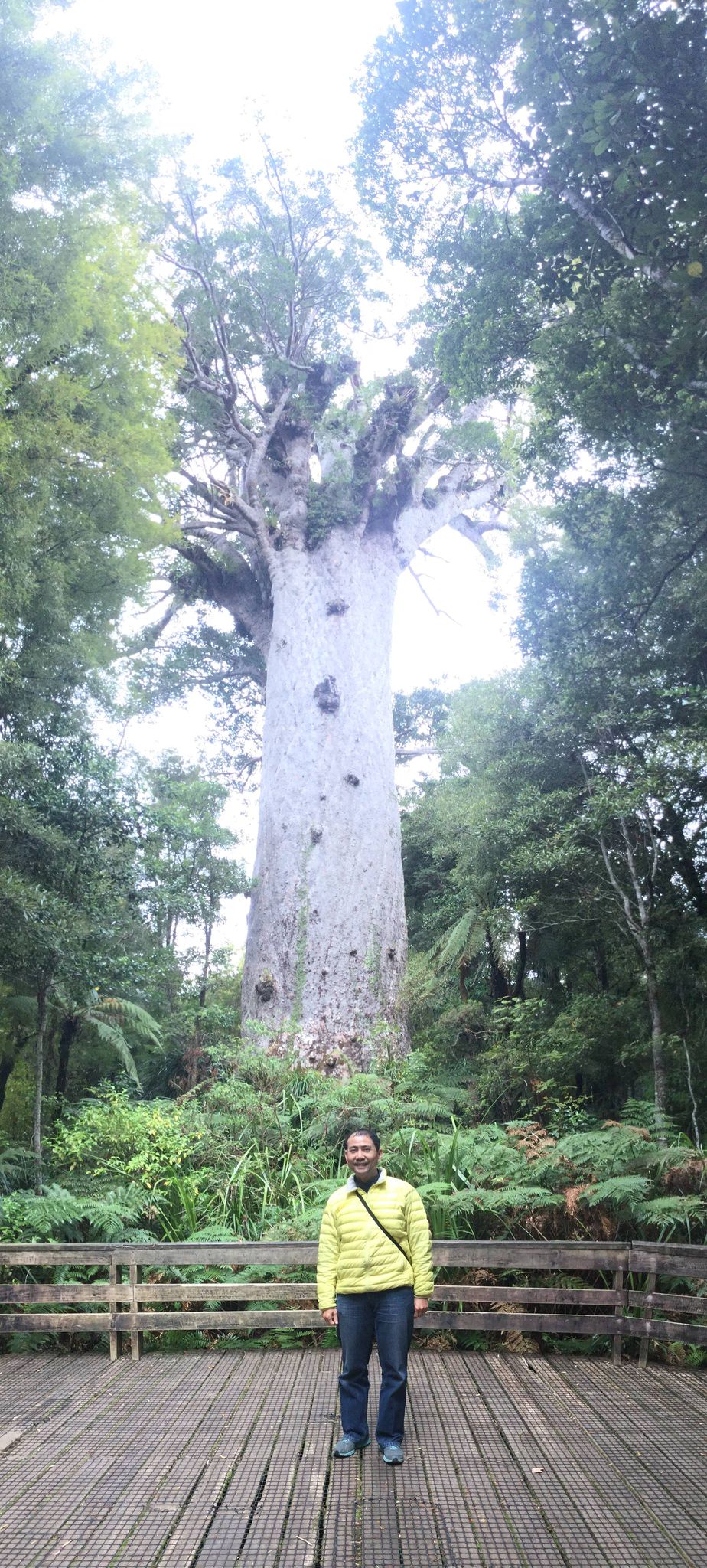 NZのカウリで最も高い木（樹齢2000～2500年）※タネマフタ「森の神」と言います。