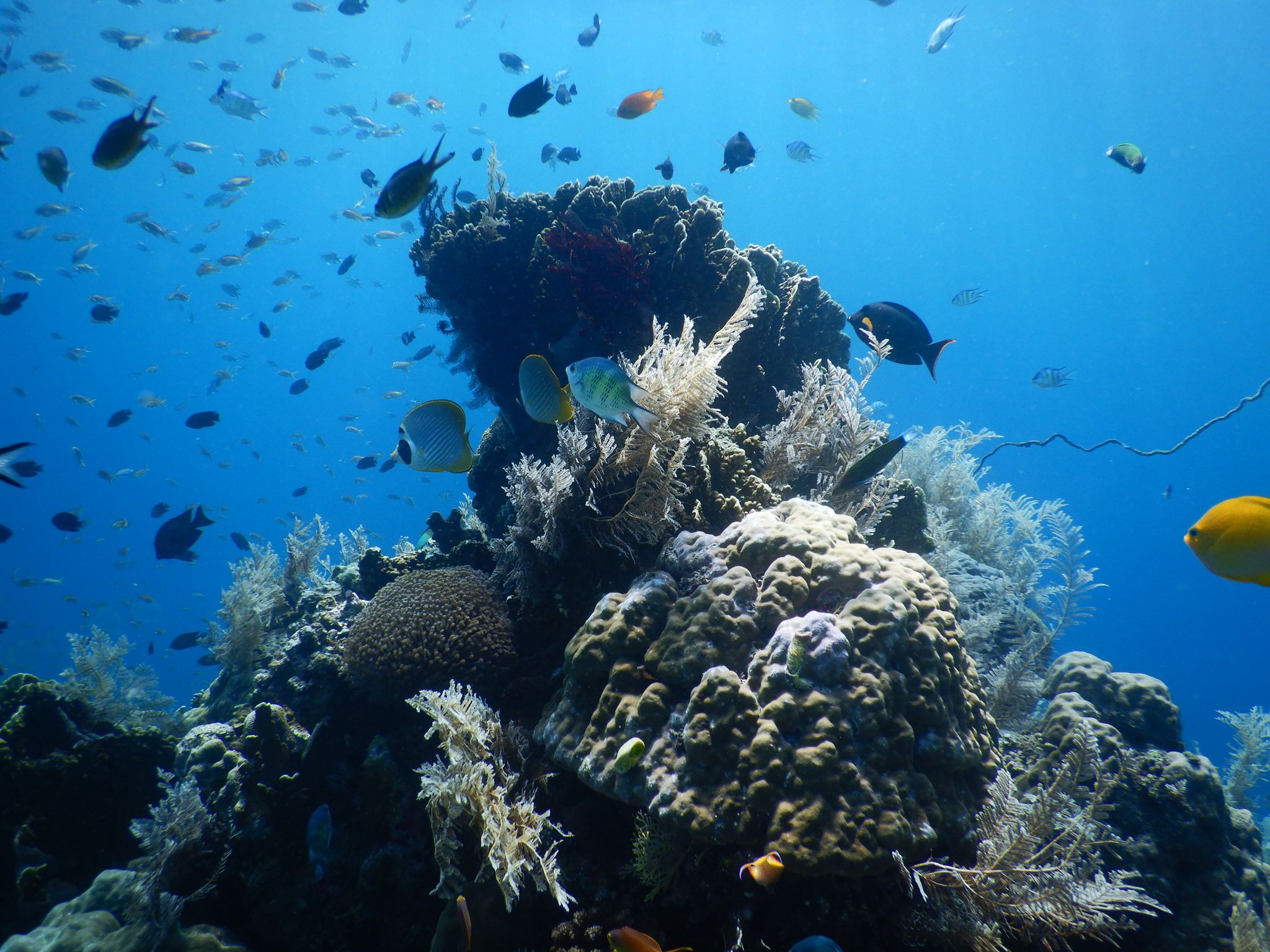 時間をかけて保護してきた「珊瑚礁保護区」には、たくさんの生き物が溢れています。